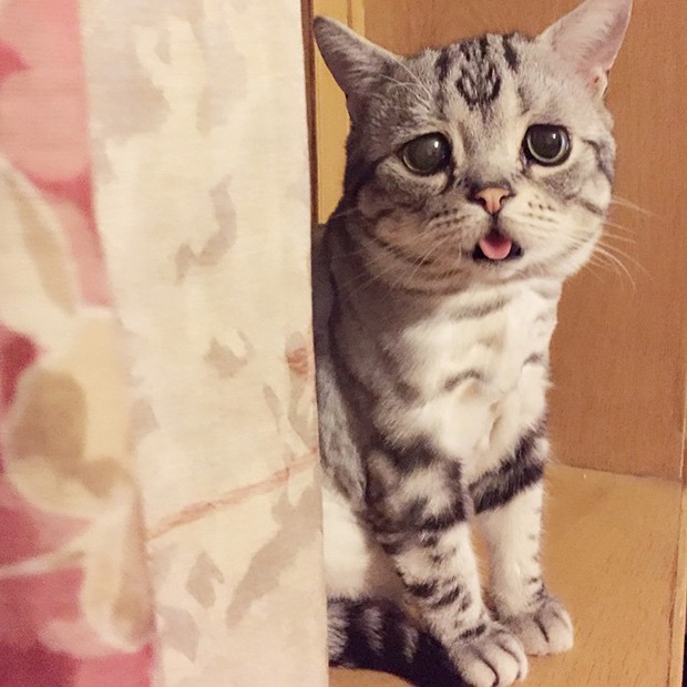 saddest-cat-in-the-world-9