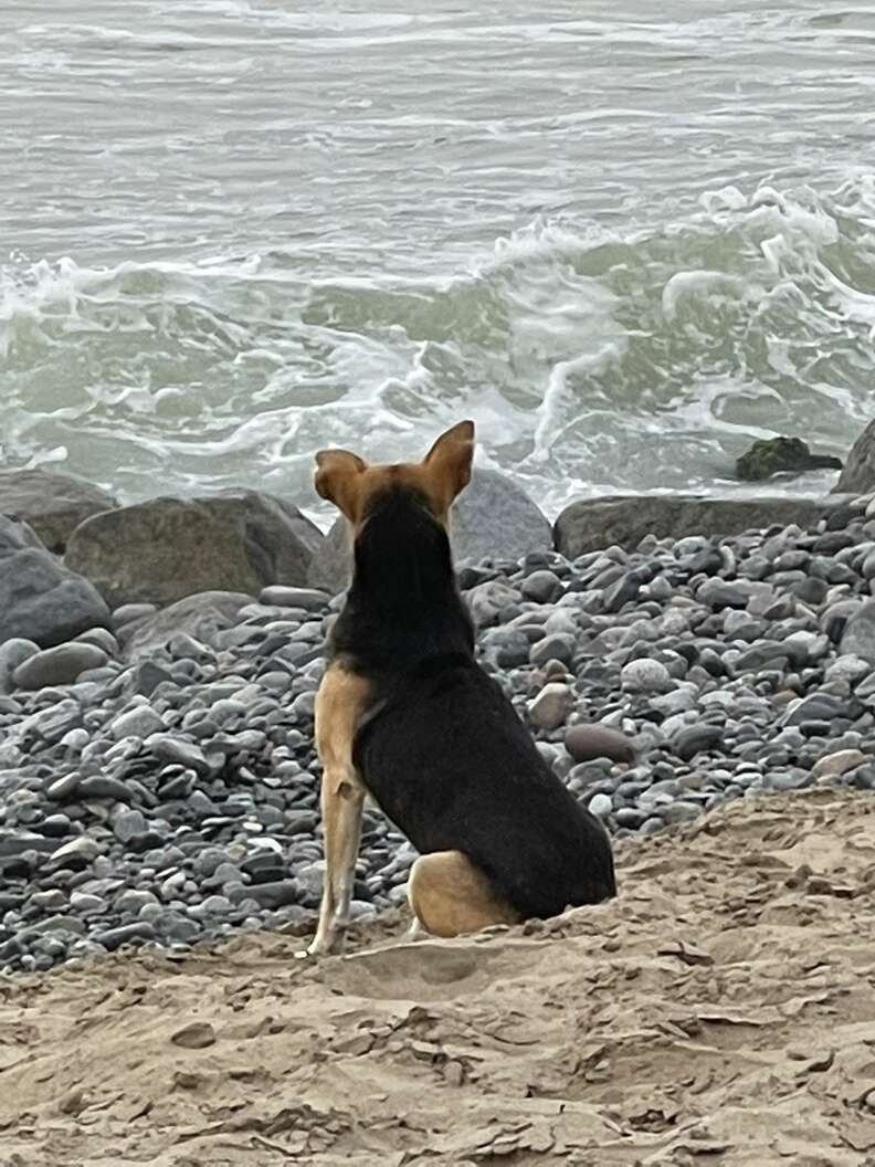 Woman At The Beach Meets A Dog Who Won't Stop Staring Out To Sea - The Dodo