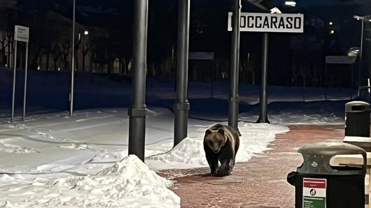 Bear in Italy is banished after ransacking bakery in town of Roccaraso |  Metro News