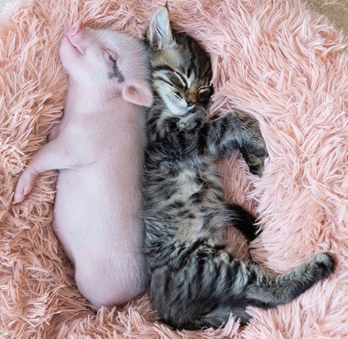this-artist-turns-people-s-pets-into-disney-characters-and-these-are-15-of-her-best-works-09