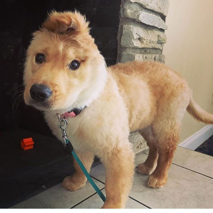 this-artist-turns-people-s-pets-into-disney-characters-and-these-are-15-of-her-best-works-15