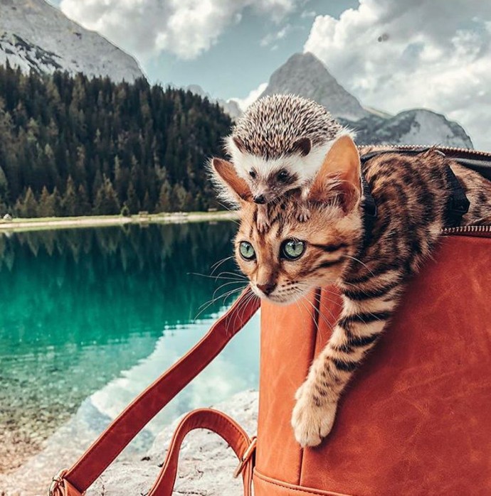 this-artist-turns-people-s-pets-into-disney-characters-and-these-are-15-of-her-best-works-19