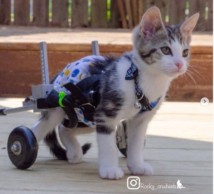 this-artist-turns-people-s-pets-into-disney-characters-and-these-are-15-of-her-best-works-28