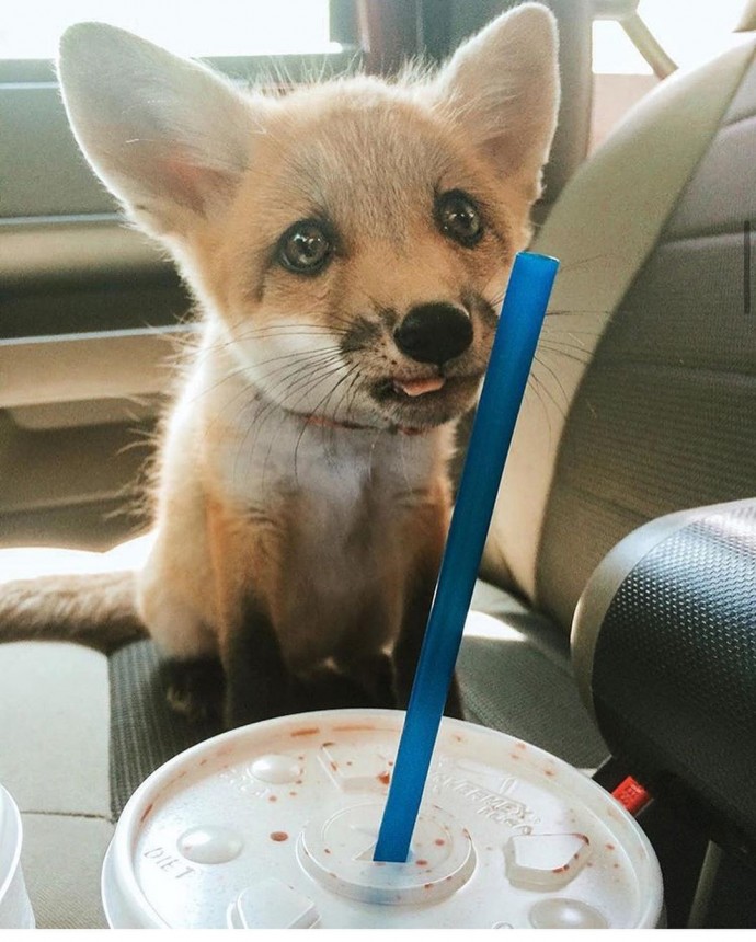 this-artist-turns-people-s-pets-into-disney-characters-and-these-are-15-of-her-best-works-32