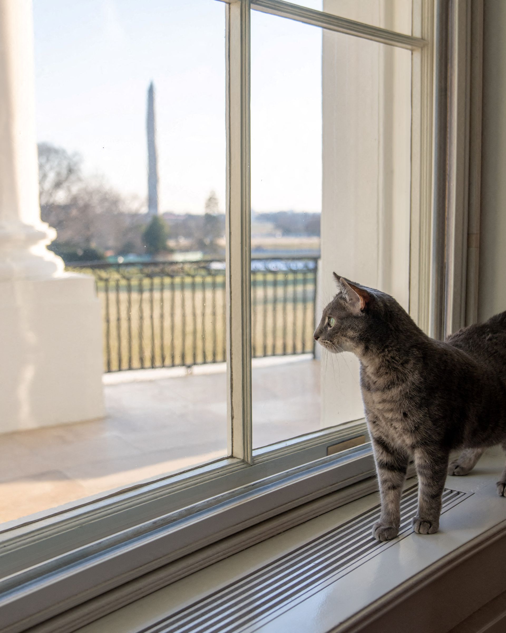 Bidens welcome Willow the cat to the White House | Reuters