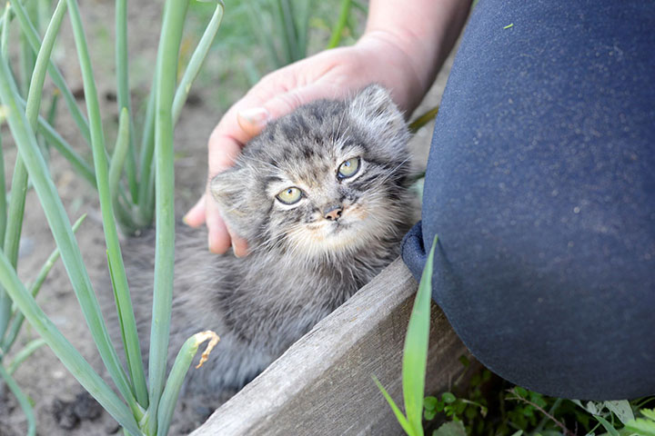 Rescuing cobalt-eyed baby of the world's fluffiest cat