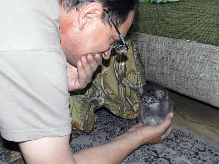 Scientists challenge nature by adopting an endangered orphan kitten, aiming to release her into the wild.