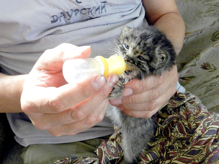Scientists challenge nature by adopting an endangered orphan kitten, aiming to release her into the wild.
