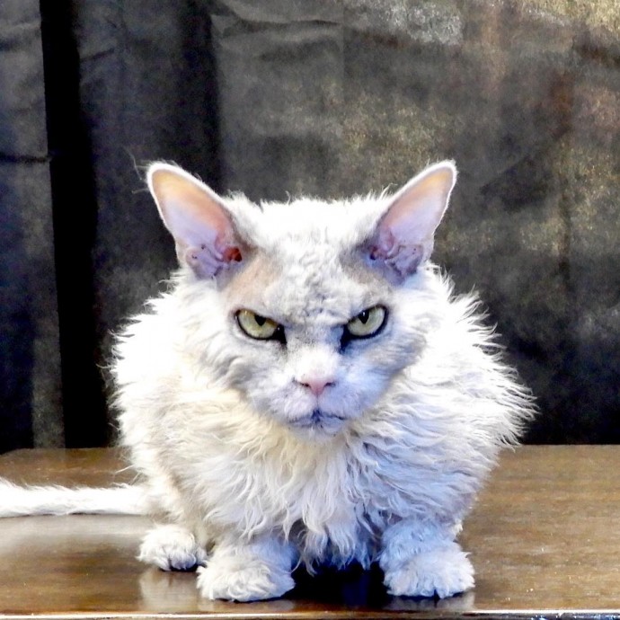 meet-pompous-albert-the-office-cat-who-looks-always-pissed-off-01