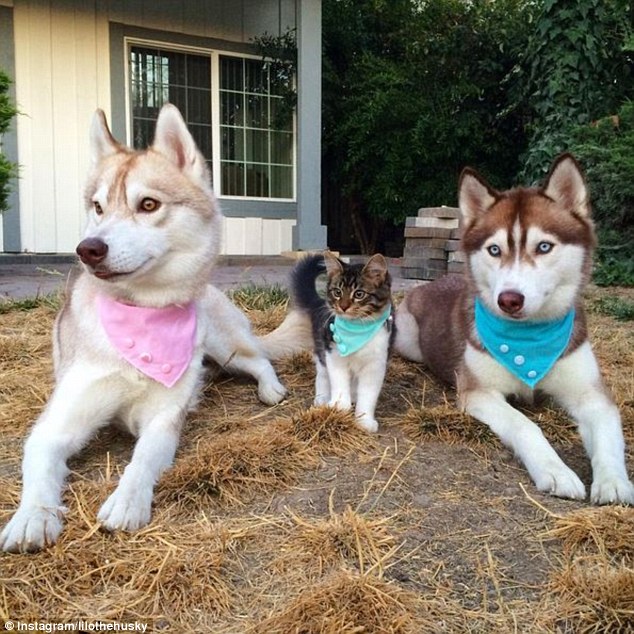 Rescue: Little Rosie was rescued by the three sisters after being found abandoned and living on the streets of California when she was just three weeks old