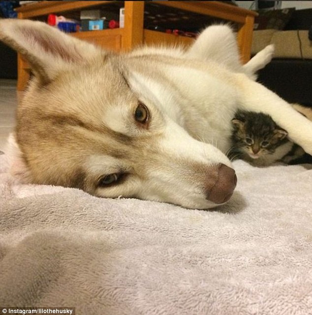 Are you my mommy? Her new owners, realizing she needed a mother figure, paired the kitten with one of their pet huskies Lilo, who raised her as her own