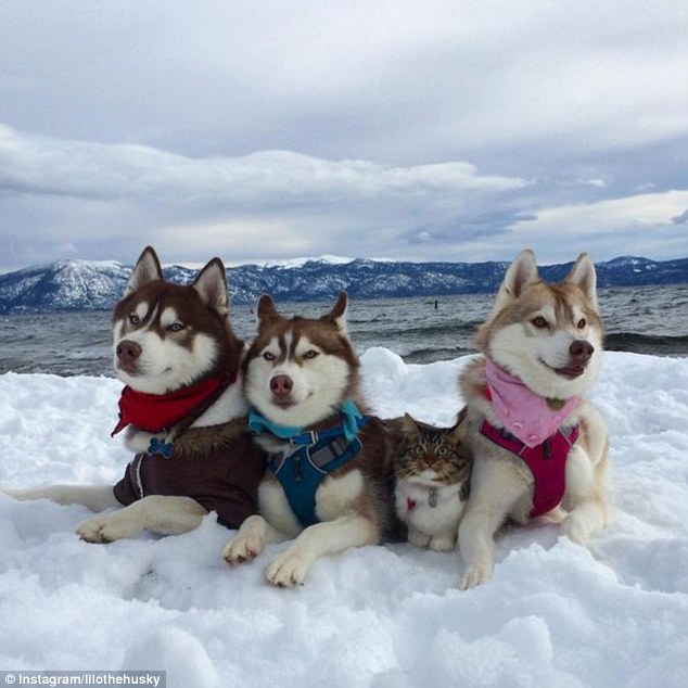 Adventure: Rosie joins the big dogs as she goes to play in the snow - can you tell her apart from the others?