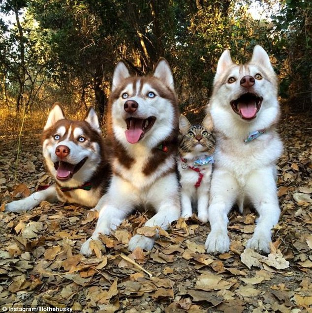 Happy family: Lilo, Infinity and Miko have become family to a cat named Rosie who joins them every moment of every day in their activities
