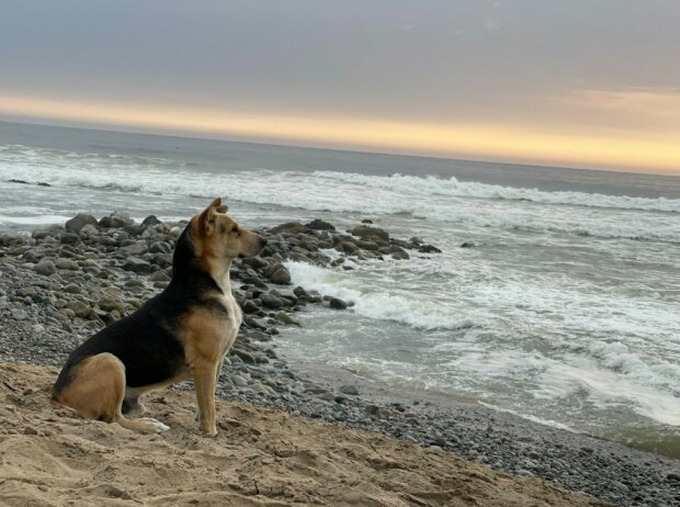 Das ganze Dorf weiß von dem Hund, der am Meer sitzt: Der Besitzer des Tieres war ein Fischer. Livreviews