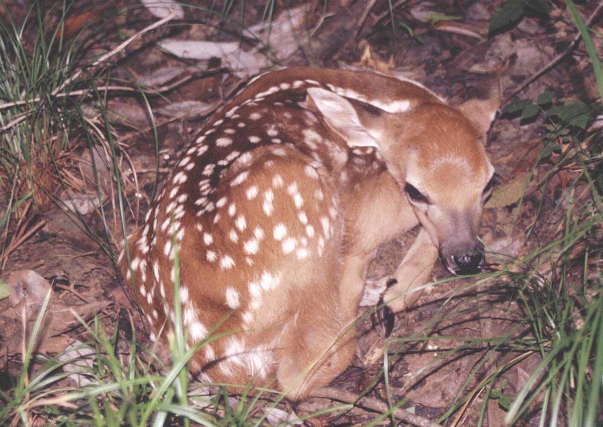Trust Nature to have best plan for baby deer | Our Community | mymcr.net