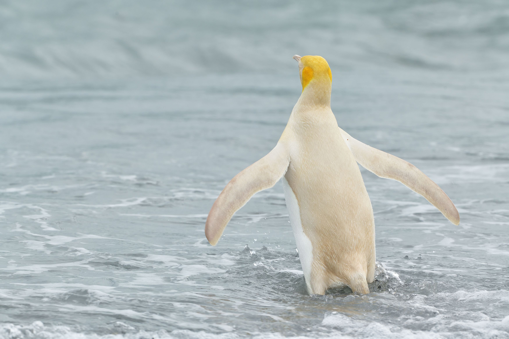 A Rare Yellow Penguin Has Been Photographed for the First Time on a South  Georgia Island — Colossal