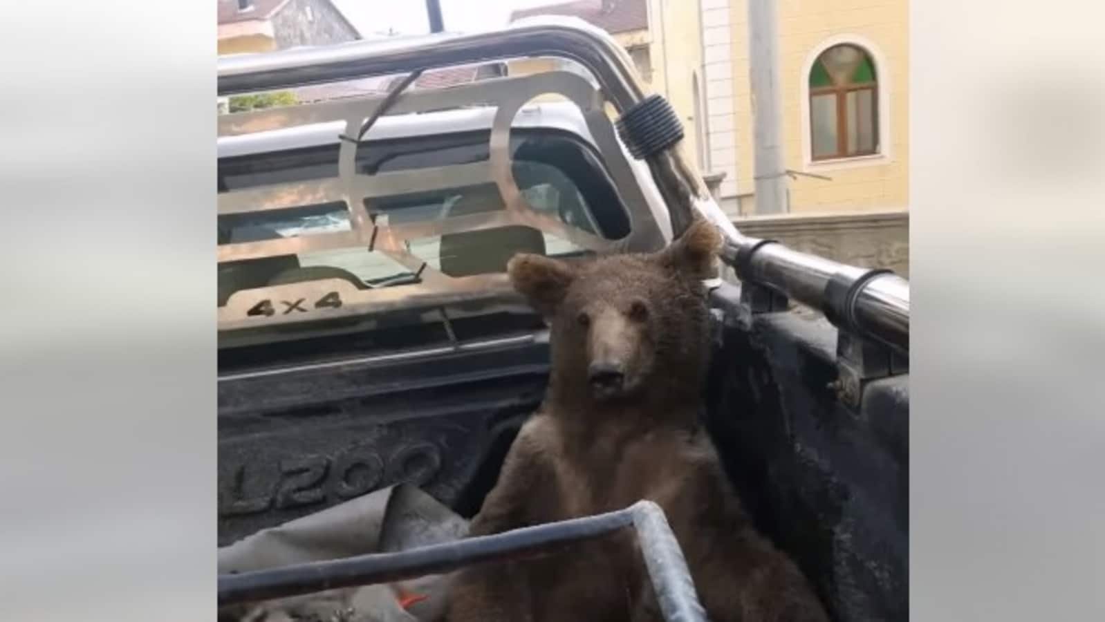 Bear appears intoxicated after having 'mad honey' in Turkey, rescued. Watch  | Trending - Hindustan Times