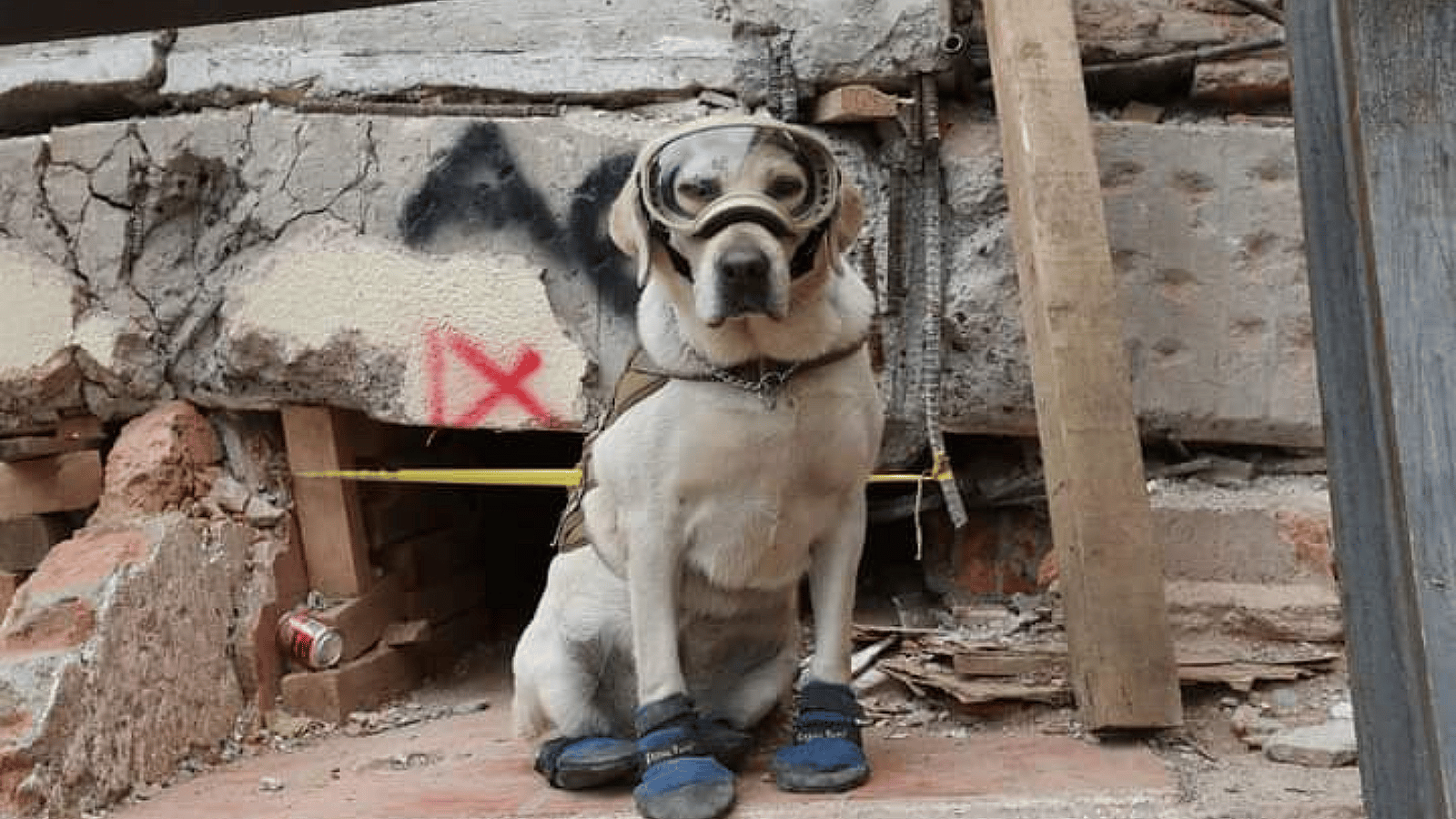 Mexico's Beloved Earthquake Rescue Dog Frida Dies At 13 | Off The Press