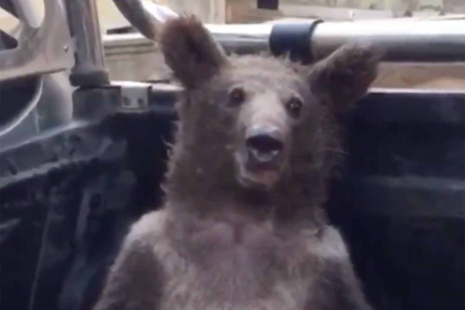 Bear Appears Intoxicated After Suspected Consumption of Unique Honey