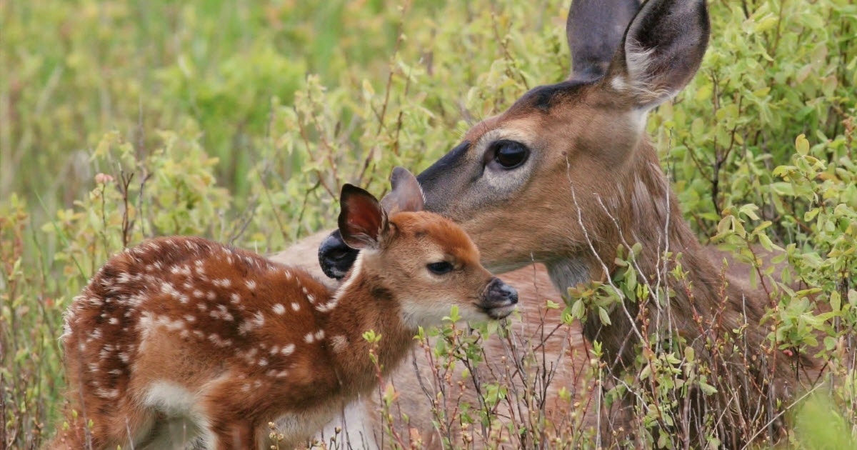How Long Do Fawns Stay With Their Mother? - World Deer
