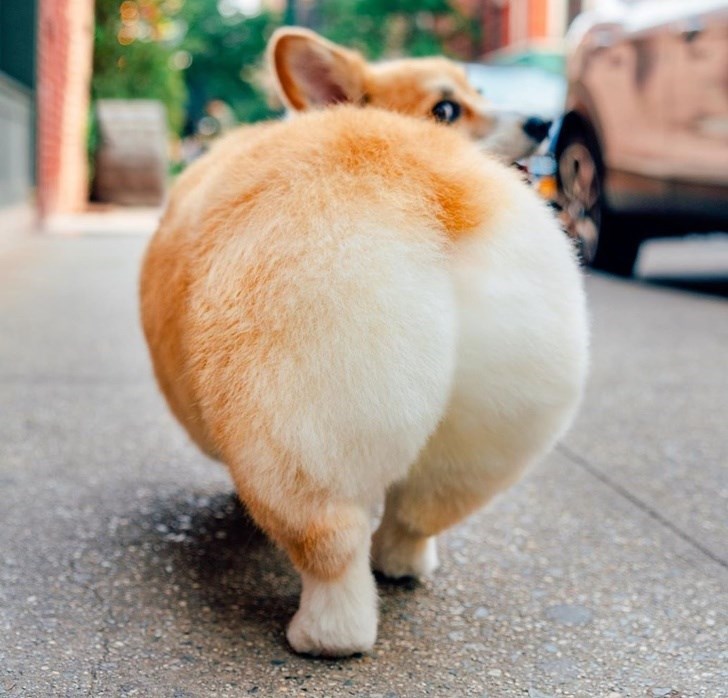 Corgi Butt Leggings Are A Real Thing - I Can Has Cheezburger?