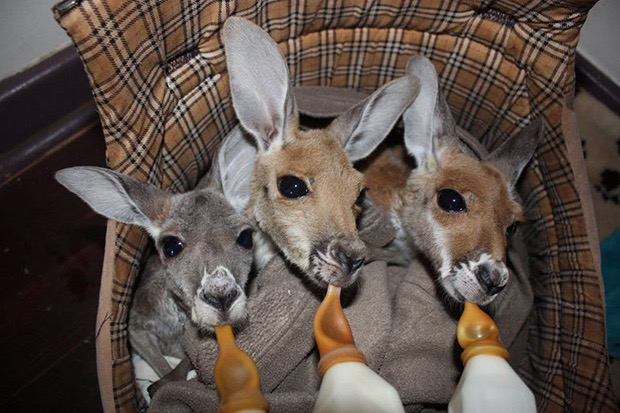 kangaroo-sanctuary-slice-springs-11