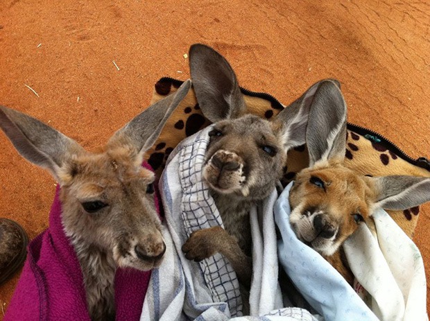 kangaroo-sanctuary-slice-springs-12