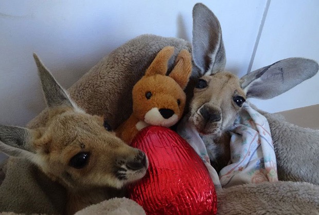 kangaroo-sanctuary-slice-springs-14