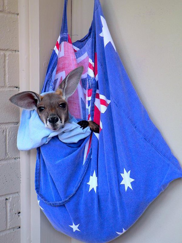 kangaroo-sanctuary-slice-springs-2