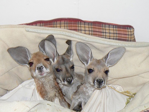 kangaroo-sanctuary-slice-springs-5
