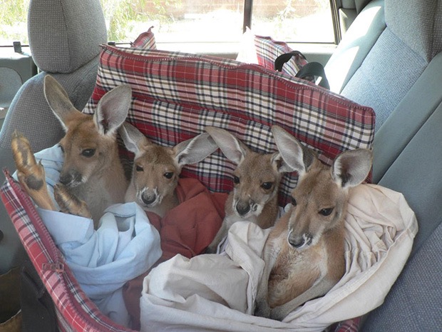 kangaroo-sanctuary-slice-springs-6
