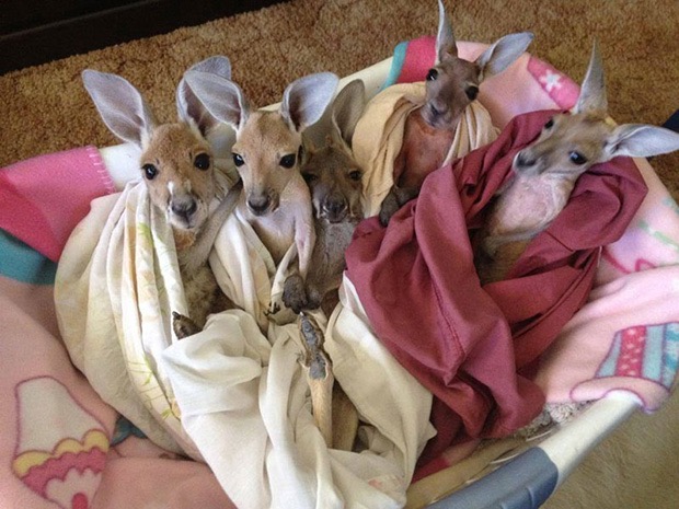 kangaroo-sanctuary-slice-springs-7