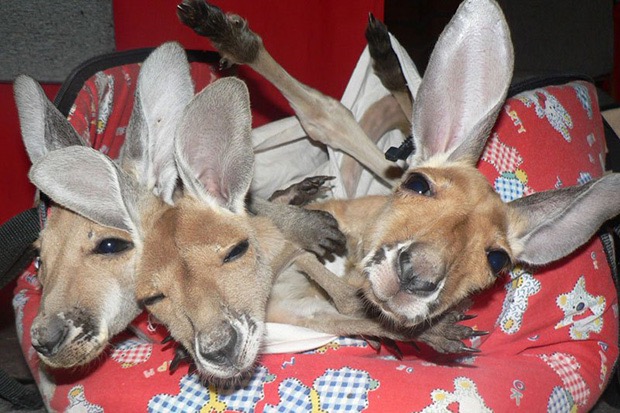 kangaroo-sanctuary-slice-springs-8