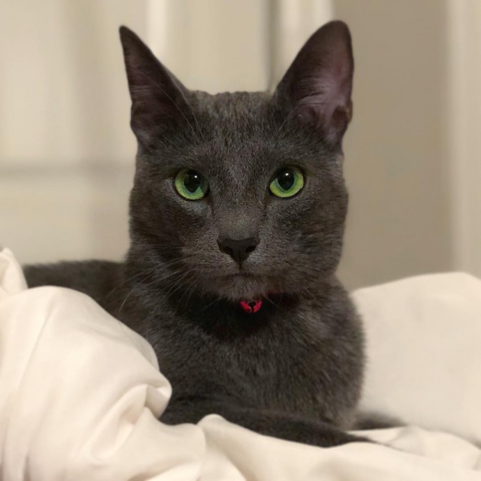 meet-pickley-the-cat-born-with-the-most-gorgeous-green-eyes-that-is-going-viral-on-instagram-01