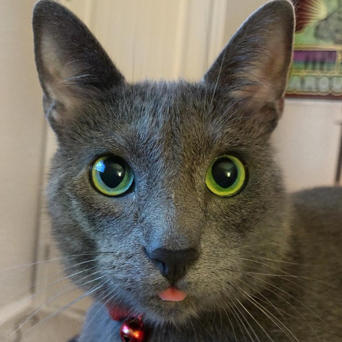 meet-pickley-the-cat-born-with-the-most-gorgeous-green-eyes-that-is-going-viral-on-instagram-02