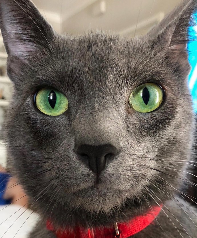 meet-pickley-the-cat-born-with-the-most-gorgeous-green-eyes-that-is-going-viral-on-instagram-03