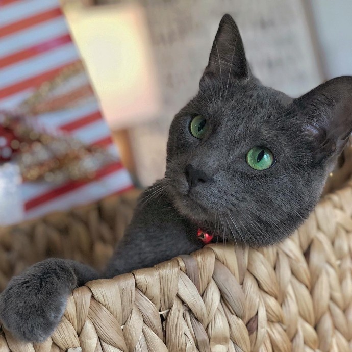 meet-pickley-the-cat-born-with-the-most-gorgeous-green-eyes-that-is-going-viral-on-instagram-04