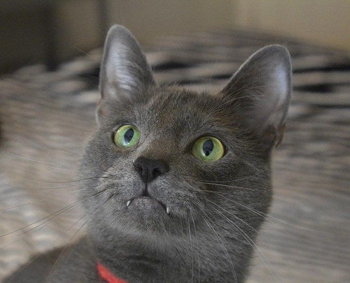 meet-pickley-the-cat-born-with-the-most-gorgeous-green-eyes-that-is-going-viral-on-instagram-05