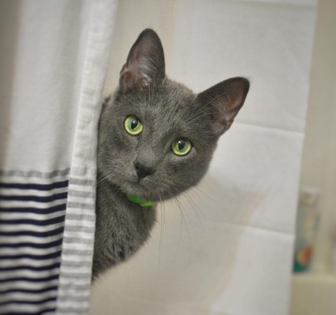 meet-pickley-the-cat-born-with-the-most-gorgeous-green-eyes-that-is-going-viral-on-instagram-06