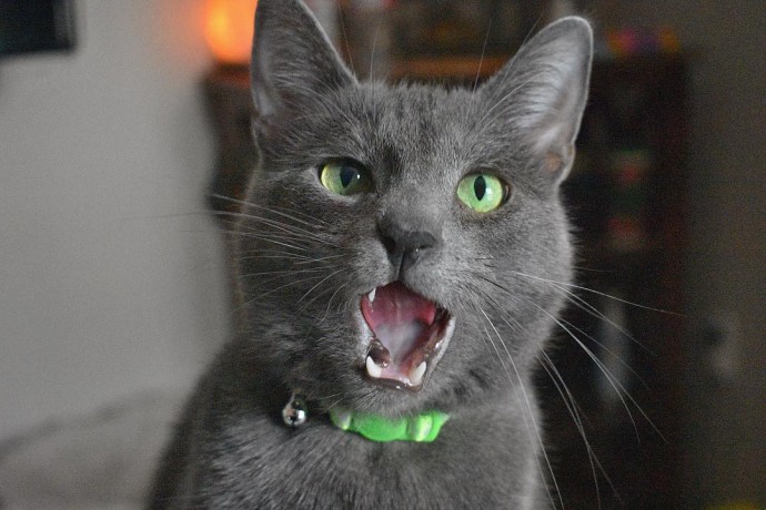 meet-pickley-the-cat-born-with-the-most-gorgeous-green-eyes-that-is-going-viral-on-instagram-07