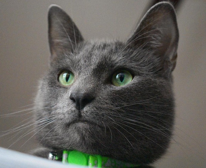 meet-pickley-the-cat-born-with-the-most-gorgeous-green-eyes-that-is-going-viral-on-instagram-08