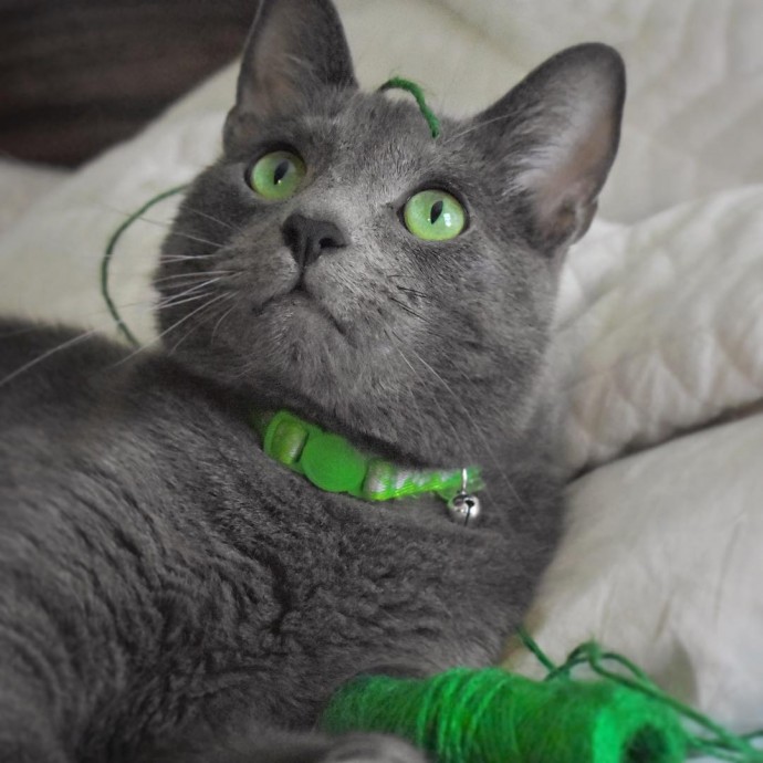 meet-pickley-the-cat-born-with-the-most-gorgeous-green-eyes-that-is-going-viral-on-instagram-10