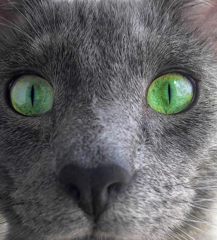 meet-pickley-the-cat-born-with-the-most-gorgeous-green-eyes-that-is-going-viral-on-instagram-11