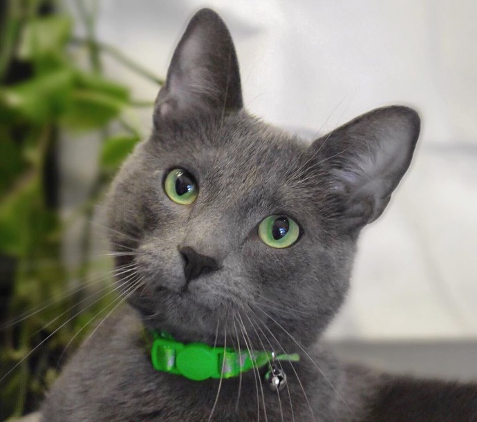 meet-pickley-the-cat-born-with-the-most-gorgeous-green-eyes-that-is-going-viral-on-instagram-12