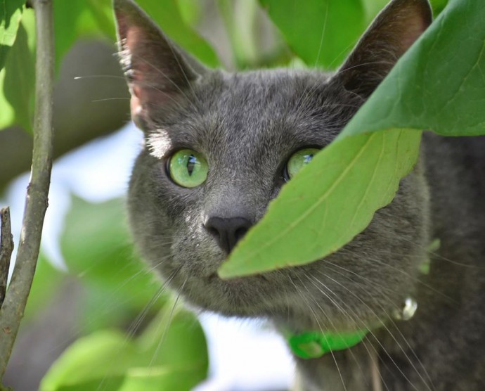 meet-pickley-the-cat-born-with-the-most-gorgeous-green-eyes-that-is-going-viral-on-instagram-13