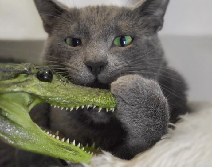 meet-pickley-the-cat-born-with-the-most-gorgeous-green-eyes-that-is-going-viral-on-instagram-14