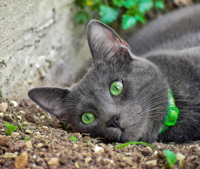 meet-pickley-the-cat-born-with-the-most-gorgeous-green-eyes-that-is-going-viral-on-instagram-15