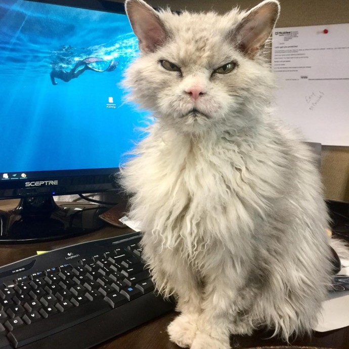 meet-pompous-albert-the-office-cat-who-looks-always-pissed-off-02