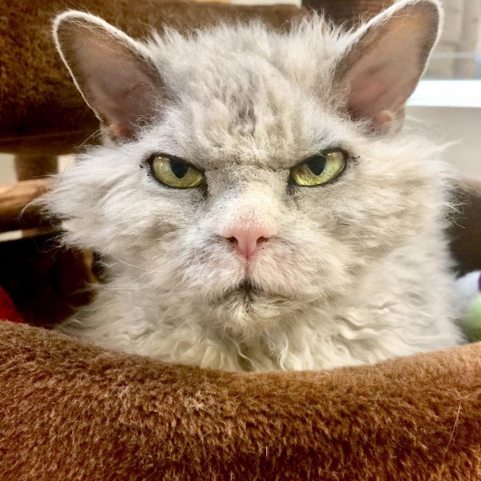 meet-pompous-albert-the-office-cat-who-looks-always-pissed-off-03