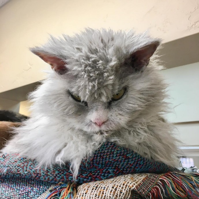 meet-pompous-albert-the-office-cat-who-looks-always-pissed-off-04